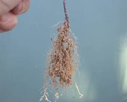 Image montrant une lavande bouturée