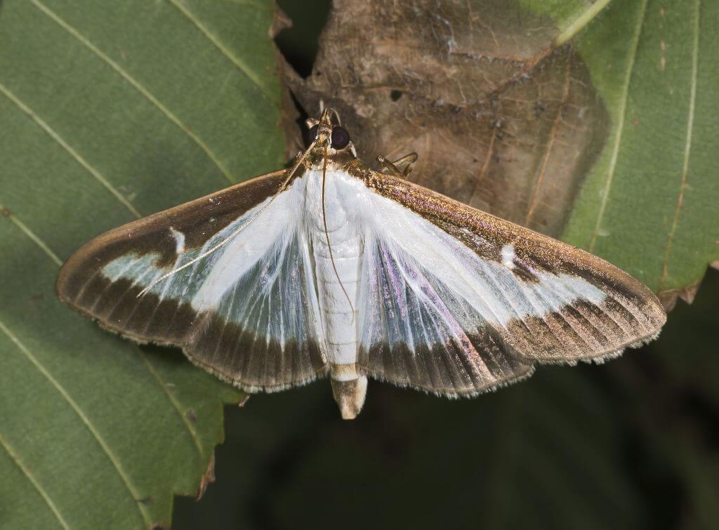 Papillon de la pyrale du buis