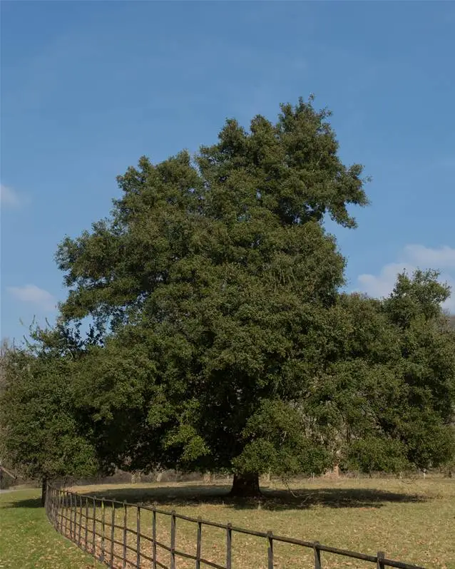 Photo illustrant un chêne vert