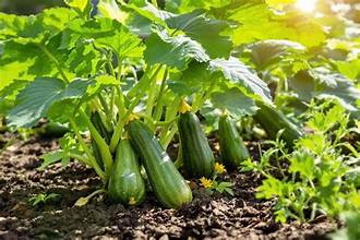 Belles courgettes du potager