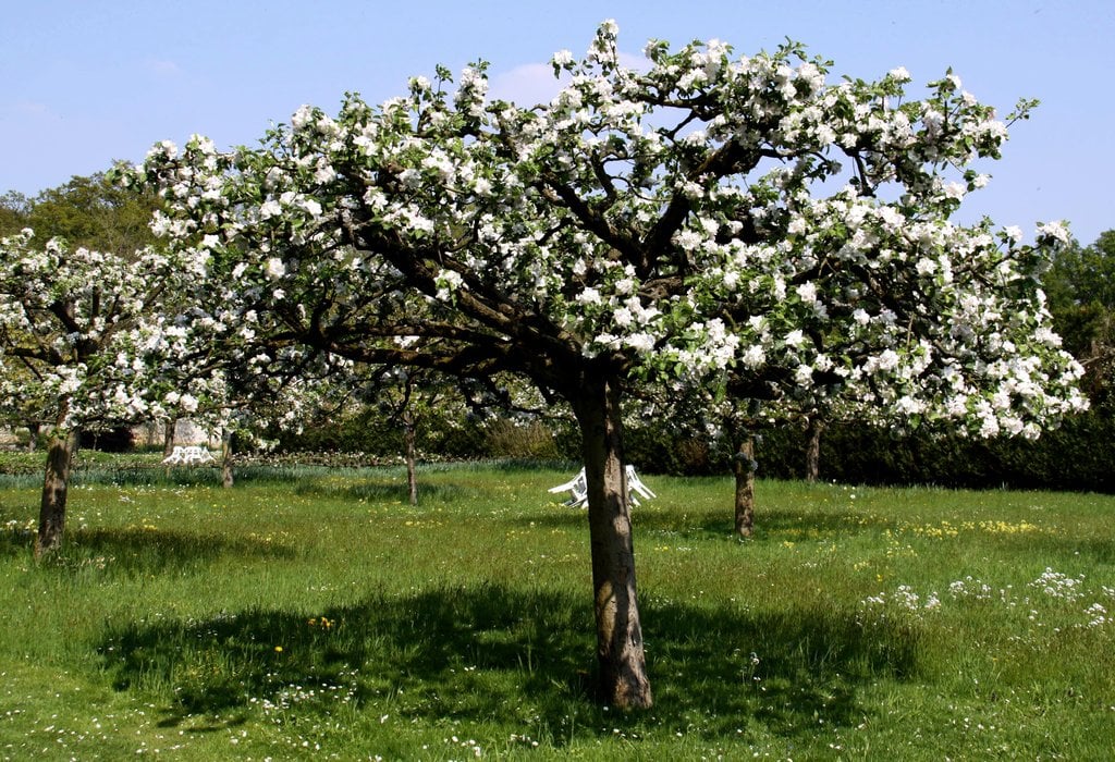 Poirier de plein vent dans un verger