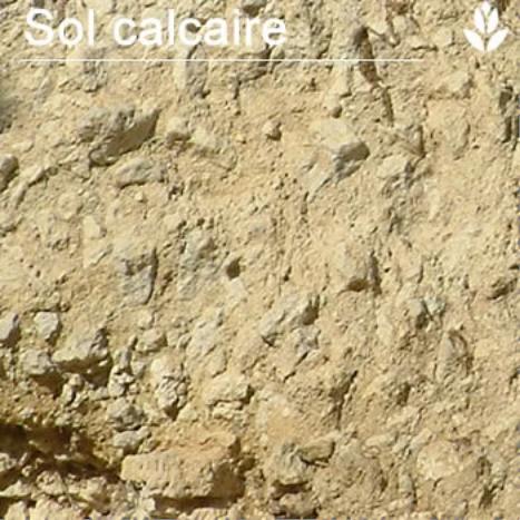 Sol calcaire