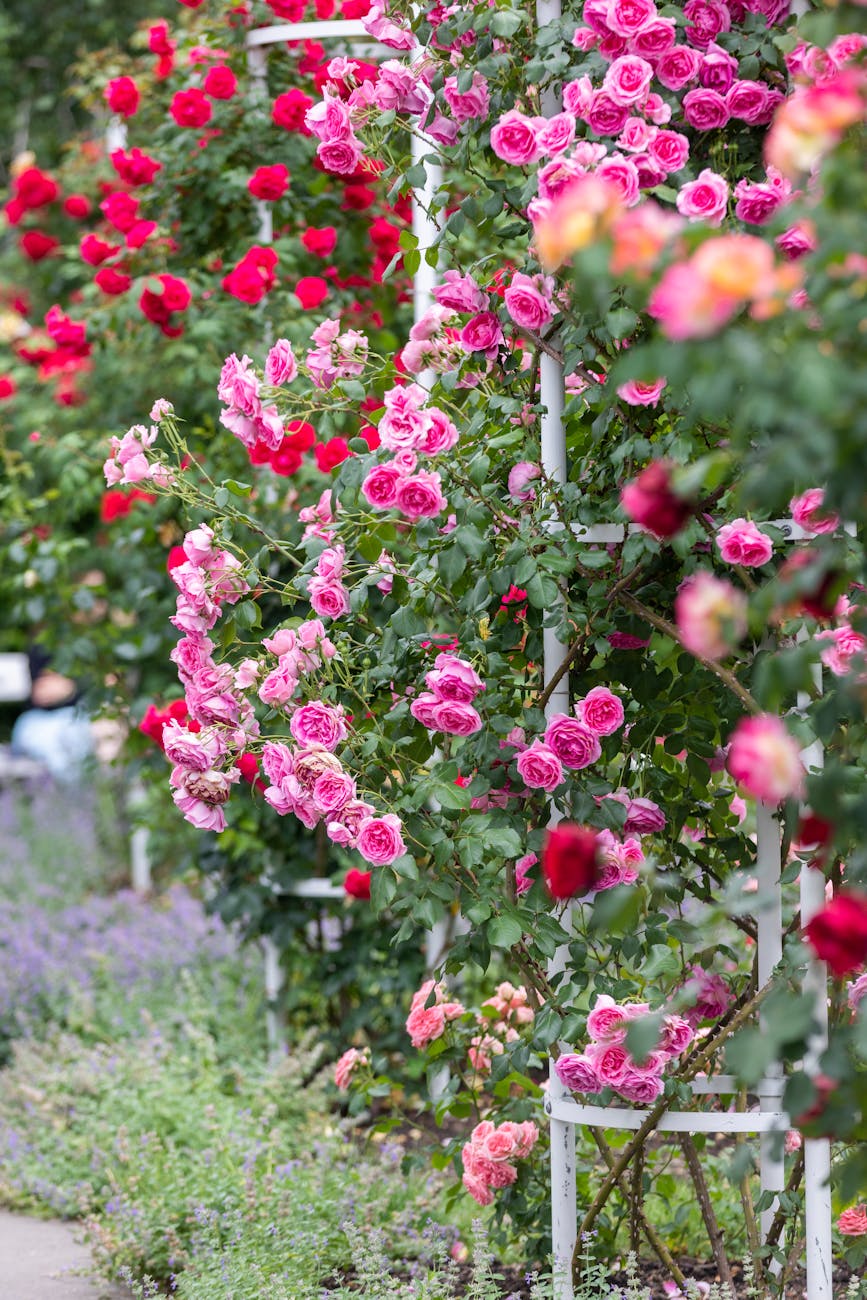 roses growing on bush in garden