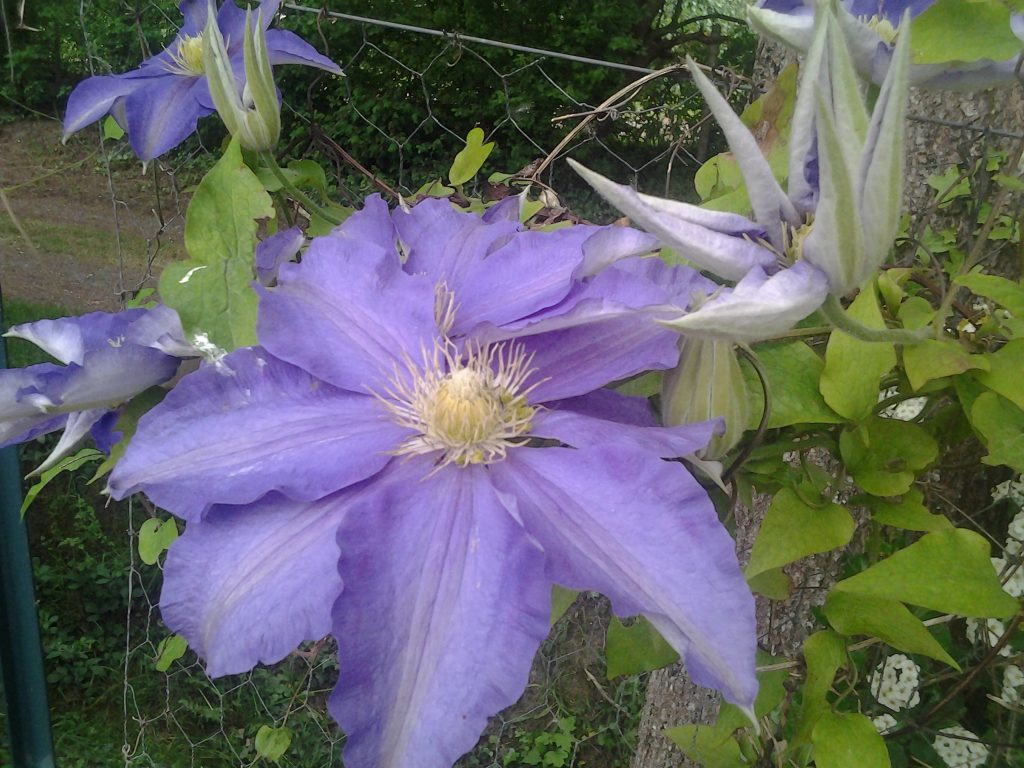 Fleur de clématite